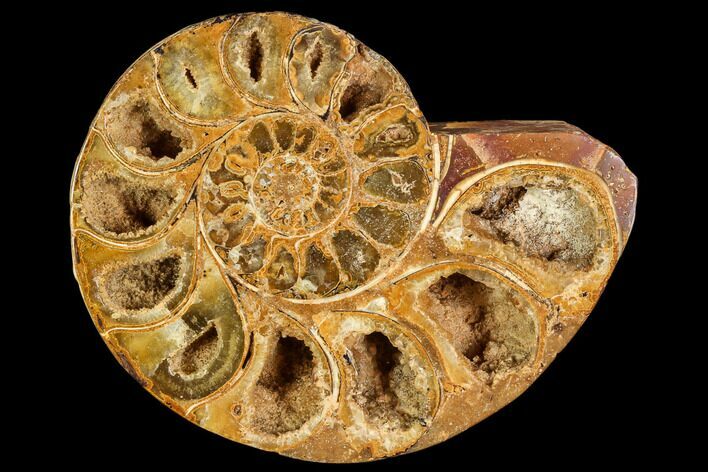 Sliced, Agatized Ammonite Fossil (half) - Jurassic #110737